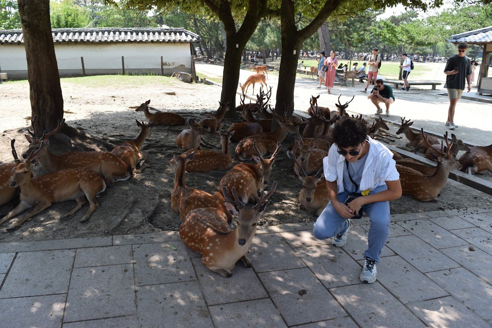 Batu blending in with the deer of Nara